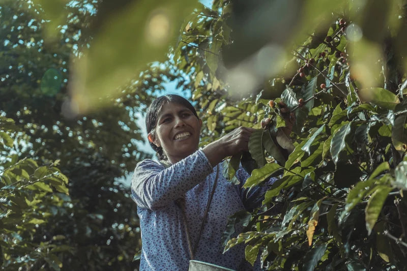 
                  
                    Cooperativa Agricola Cafetalera, Bolivia
                  
                