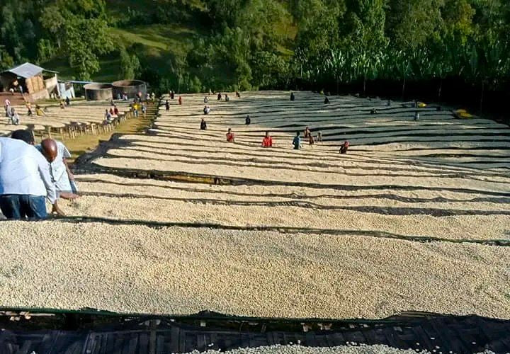 
                  
                    Dobenawicho Primary Cooperative, Ethiopia
                  
                