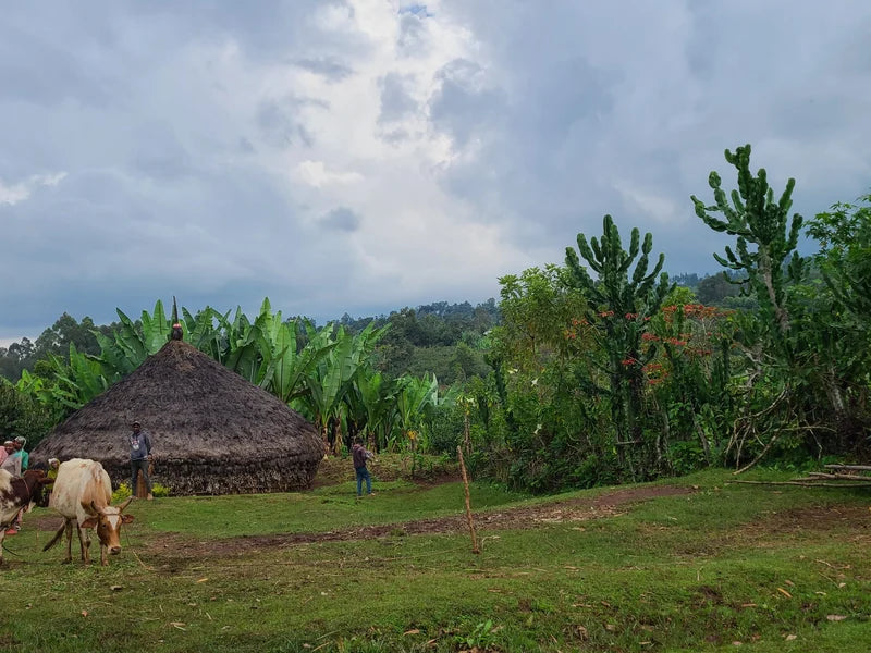 
                  
                    Dobenawicho Primary Cooperative, Ethiopia
                  
                